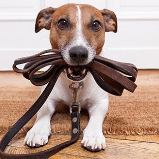 11 erros comuns, a serem evitados, no treinamento de cães - PetDoctors - Loja Online