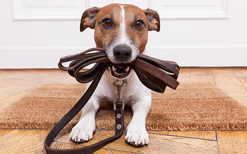 11 erros comuns, a serem evitados, no treinamento de cães - PetDoctors - Loja Online