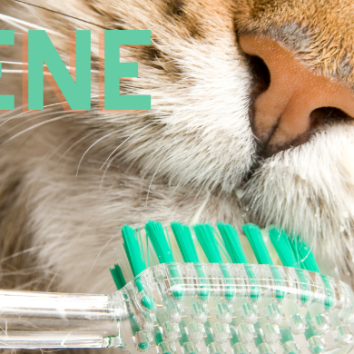 Higiene para cães e gatos