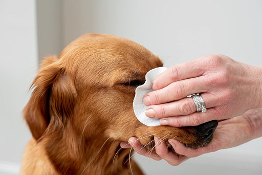 Toalhetes de olhos com aloé vera para limpar cães e gatos, extra grandes - PetDoctors - Loja Online