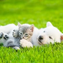 Antiparasitário interno para cães e gatos - 120 ml - solução líquida para desparasitação interna - PetDoctors - Loja Online