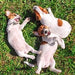 Antiparasitário interno para cães e gatos - 120 ml - solução líquida para desparasitação interna - PetDoctors - Loja Online