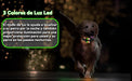 Coleira treino cães, alcance remoto de 2500 m com bloqueio de segurança, 4 modos de treino luz LED/som/vibração/forte vibração, resistente à água e recarregável - PetDoctors - Loja Online