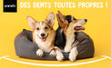 Kit Pasta Dentífrica para Cães 2x100 gramas Sabor a Menta + Escova de dentes 3 cabeças + 1 Dedeira - Anti Tártaro, Anti Mau Hálito - Cuidado orail para cães - PetDoctors - Loja Online