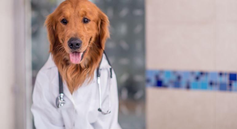 5 Dicas Para Reduzir a Ansiedade do Cão em Visitas ao Veterinário - PetDoctors - Loja Online