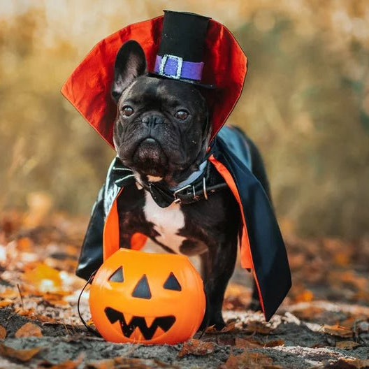 8 Perigos do Halloween para o seu Cão - Como Mantê-lo Seguro - PetDoctors - Loja Online