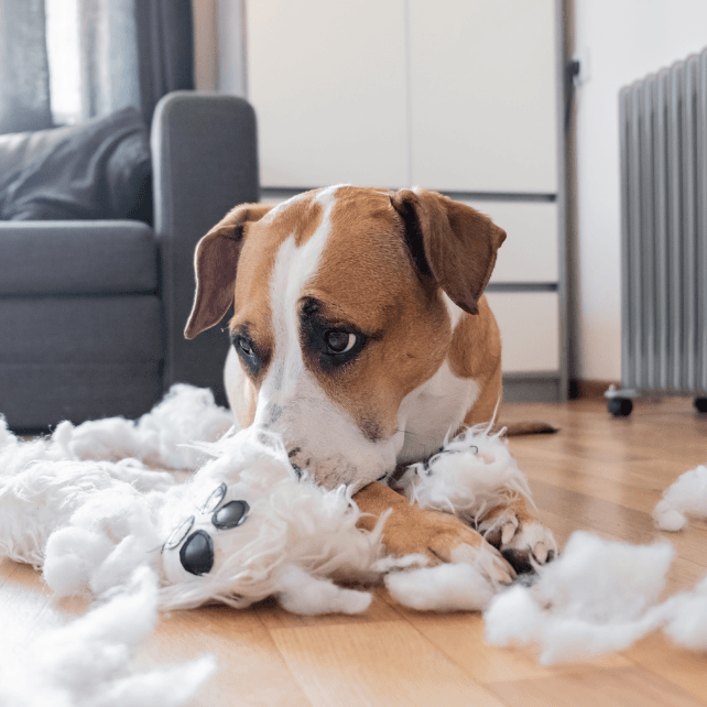 Ansiedade canina: 7 maneiras de acalmar naturalmente um cão ansioso - PetDoctors - Loja Online