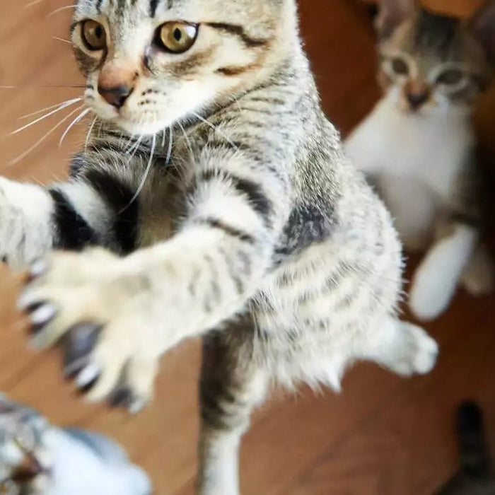 Cinco exercícios divertidos e estimulantes para brincar com o seu gato - PetDoctors - Loja Online