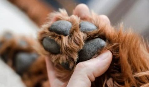 Como Proteger as Patas do seu Cão durante o Verão - PetDoctors - Loja Online