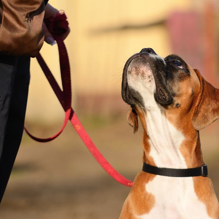 Curso de Treino Canino – Dia 1: Fundamentos do Treino Canino Eficaz - PetDoctors - Loja Online