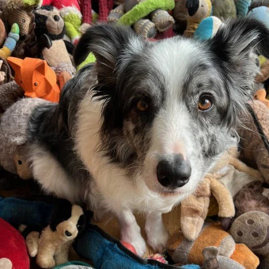 Esses cães “superdotados” que sabem mais palavras do que alguns humanos (ok, talvez seja exagero) - PetDoctors - Loja Online