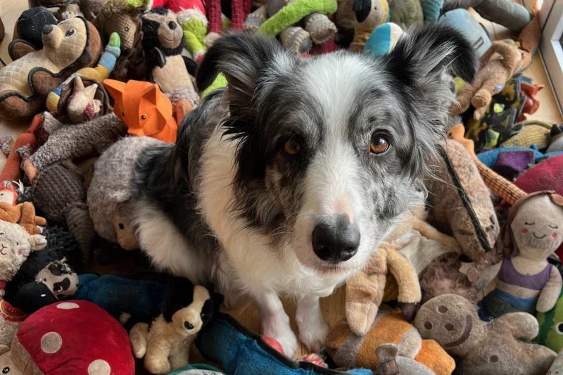 Esses cães “superdotados” que sabem mais palavras do que alguns humanos (ok, talvez seja exagero) - PetDoctors - Loja Online