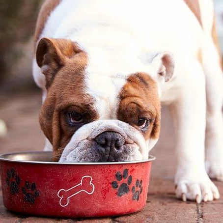 Nutrição para cães no inverno: adaptando a dieta do seu cão durante esta estação - PetDoctors - Loja Online