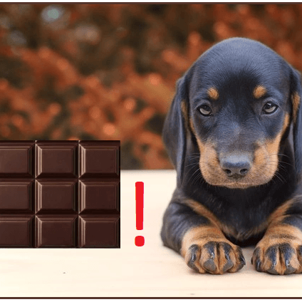 O chocolate é mesmo tóxico para cães? - PetDoctors - Loja Online