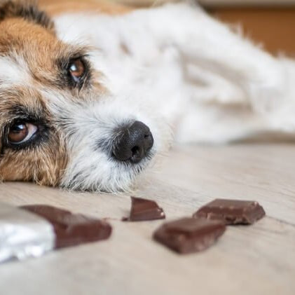 Os cães podem comer chocolate? Tudo o que precisa saber! - PetDoctors - Loja Online