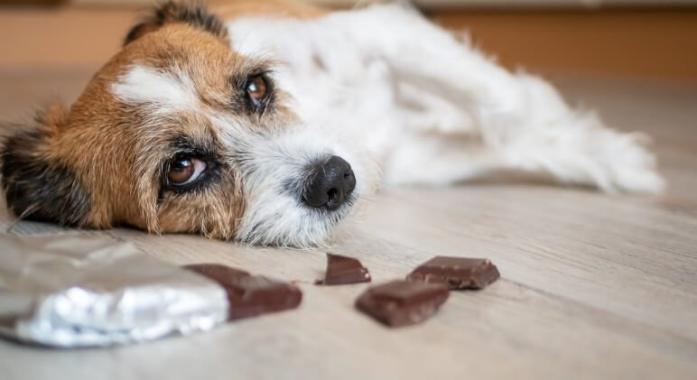 Os cães podem comer chocolate? Tudo o que precisa saber! - PetDoctors - Loja Online
