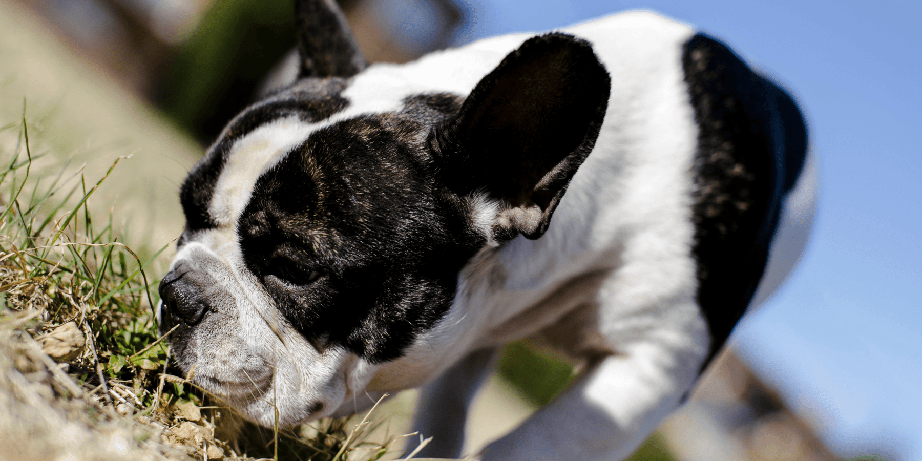 Porque Deve Deixar o Seu Cão Cheirar Durante os Passeios - PetDoctors - Loja Online