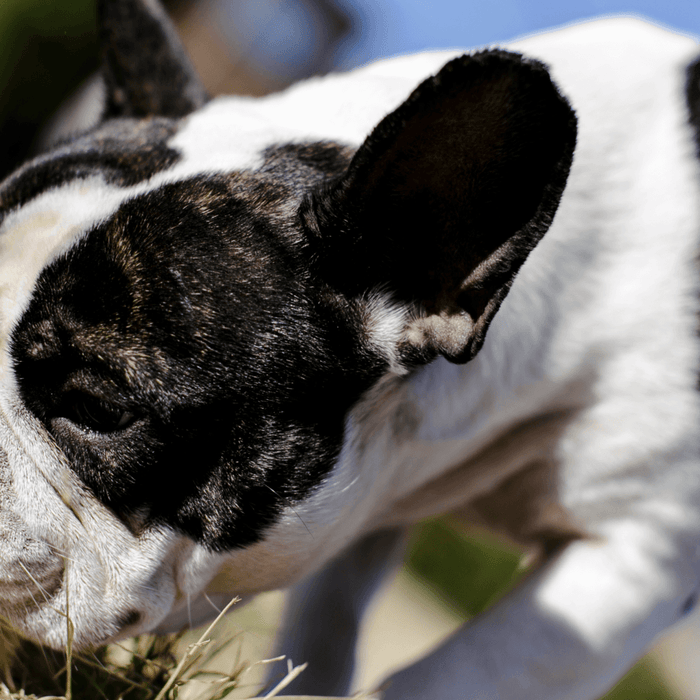 Porque Deve Deixar o Seu Cão Cheirar Durante os Passeios - PetDoctors - Loja Online