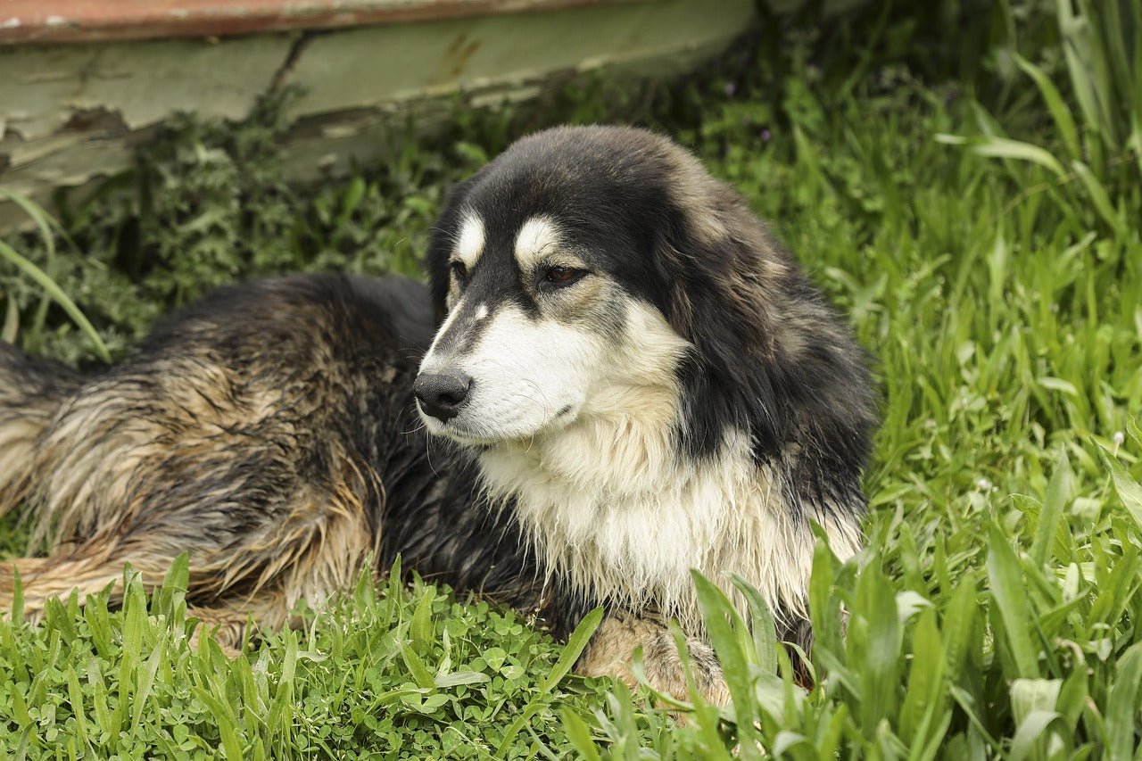 Porque é que os cães limpam as patas depois de fazerem as necessidades? - PetDoctors - Loja Online