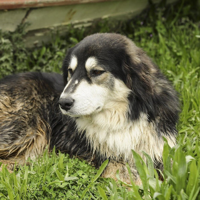 Porque é que os cães limpam as patas depois de fazerem as necessidades? - PetDoctors - Loja Online