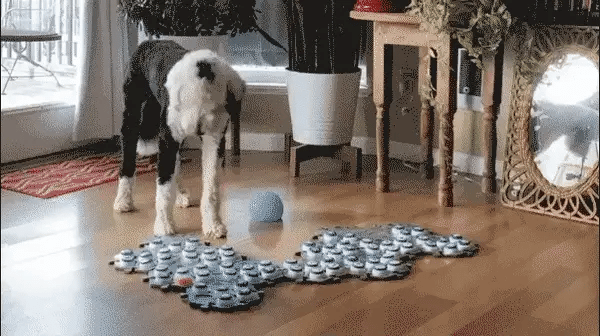 🐶 Será que os cães falam connosco? - PetDoctors - Loja Online