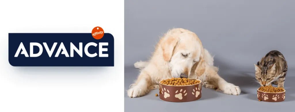 Alimentação - ADVANCE - PetDoctors - Loja Online