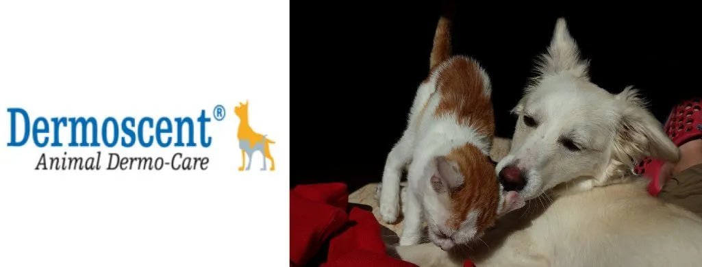 Dermoscent - PetDoctors - Loja Online