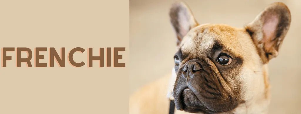 FRENCHIE - PetDoctors - Loja Online