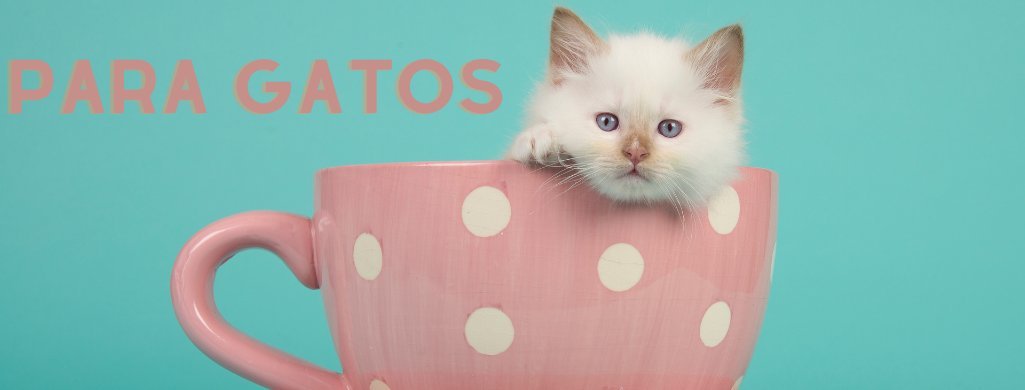 Para Gatos | PetDoctors - Loja Online