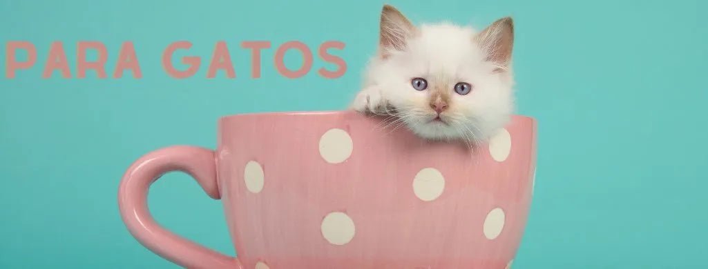 Para Gatos - PetDoctors - Loja Online