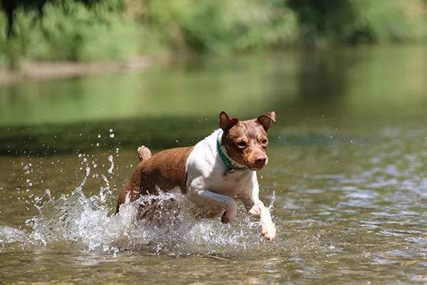 Produtos de Saúde - PetDoctors - Loja Online