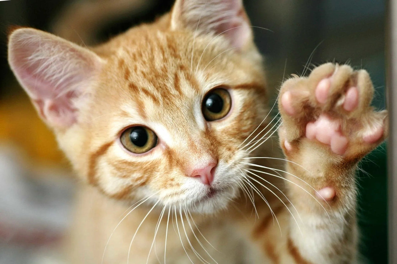 Produtos Protectores - PetDoctors - Loja Online