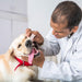 12 Dedeiras / Escova de dentes, suave, em silicone, para cães ou gatos - PetDoctors - Loja Online