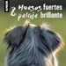 120 Comprimidos de levedura de cerveja para cão e gato, para o pêlo brilhante, pó de levedura de cerveja, minerais, vitamina B, contra a perda de pêlo - PetDoctors - Loja Online