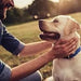 18 Multivitaminas e Minerais para Cães e Gatos, 365 comprimidos, vitamina A, B, C, D, ferro, cálcio, zinco - suporte imunitário - PetDoctors - Loja Online