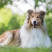 18 Multivitaminas e Minerais para Cães e Gatos, 365 comprimidos, vitamina A, B, C, D, ferro, cálcio, zinco - suporte imunitário - PetDoctors - Loja Online
