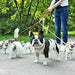 18 Multivitaminas e Minerais para Cães e Gatos, 365 comprimidos, vitamina A, B, C, D, ferro, cálcio, zinco - suporte imunitário - PetDoctors - Loja Online