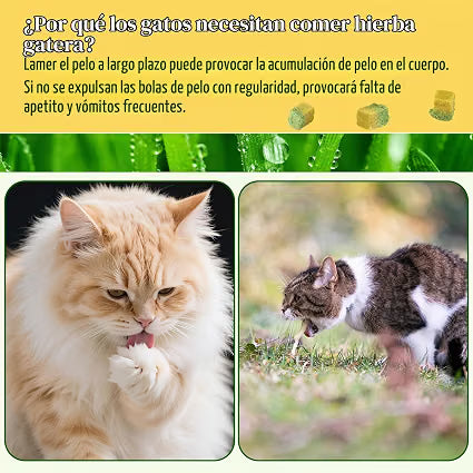Snacks Lyophilisés pour Chats Havenfly – Herbe à Chat & Jaune d'Œuf | 60 g