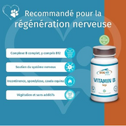Frasco branco de DOG FIT VITAMIN B large para cães, com rótulo azul e laranja, ao lado de benefícios.