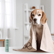 Beagle com toalha bege e limpador de ouvidos Maikai Pets 125ml em frasco branco e verde.
