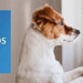 ADAPTIL Calm - anti - stress para cães (medos, ruídos fortes) - uso só em casa - Difusor + Recarga 48 ml - PetDoctors - Loja Online