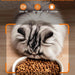 Alimentador automático para gatos com câmera de vigilância, dispensador de ração de 4 litros com programa de alimentação personalizado, gravação de voz de 15 segundos, alimentação dupla e brinquedo a laser. - PetDoctors - Loja Online