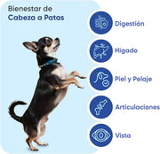 Animigo Multivitaminas e Minerais para cão: 18 vitaminas e minerais para apoio imunológico, pele, pêlo e articulações- embalagem 120 biscoitos mastigáveis - PetDoctors - Loja Online