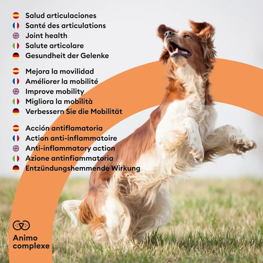 ANIMO - COMPLEXE Condroprotetor para cães, harpagófito para cães, rico em ómega 3, glucosamina, condroitina, açafrão, boswelia, MSM e Vit.E | Melhora a flexibilidade e regeneração da cartilagem - PetDoctors - Loja Online