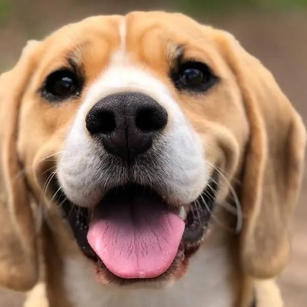 ANIMO - COMPLEXE Condroprotetor para cães, harpagófito para cães, rico em ómega 3, glucosamina, condroitina, açafrão, boswelia, MSM e Vit.E | Melhora a flexibilidade e regeneração da cartilagem - PetDoctors - Loja Online