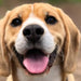 ANIMO - COMPLEXE Condroprotetor para cães, harpagófito para cães, rico em ómega 3, glucosamina, condroitina, açafrão, boswelia, MSM e Vit.E | Melhora a flexibilidade e regeneração da cartilagem - PetDoctors - Loja Online