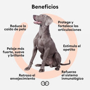 ANIMO - COMPLEXE | Óleo de salmão para cães | rico em ômega 3, 6 e 9 | Melhora e reduz a queda de pelo - PetDoctors - Loja Online
