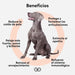 ANIMO - COMPLEXE | Óleo de salmão para cães | rico em ômega 3, 6 e 9 | Melhora e reduz a queda de pelo - PetDoctors - Loja Online