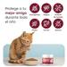 Antiparasitário em pó para gatos, proteção natural formulado com ingredientes naturais, vitaminas grupo B e zinco (100 gramas) - PetDoctors - Loja Online