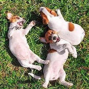 Antiparasitário interno para cães e gatos - 120 ml - solução líquida para desparasitação interna - PetDoctors - Loja Online